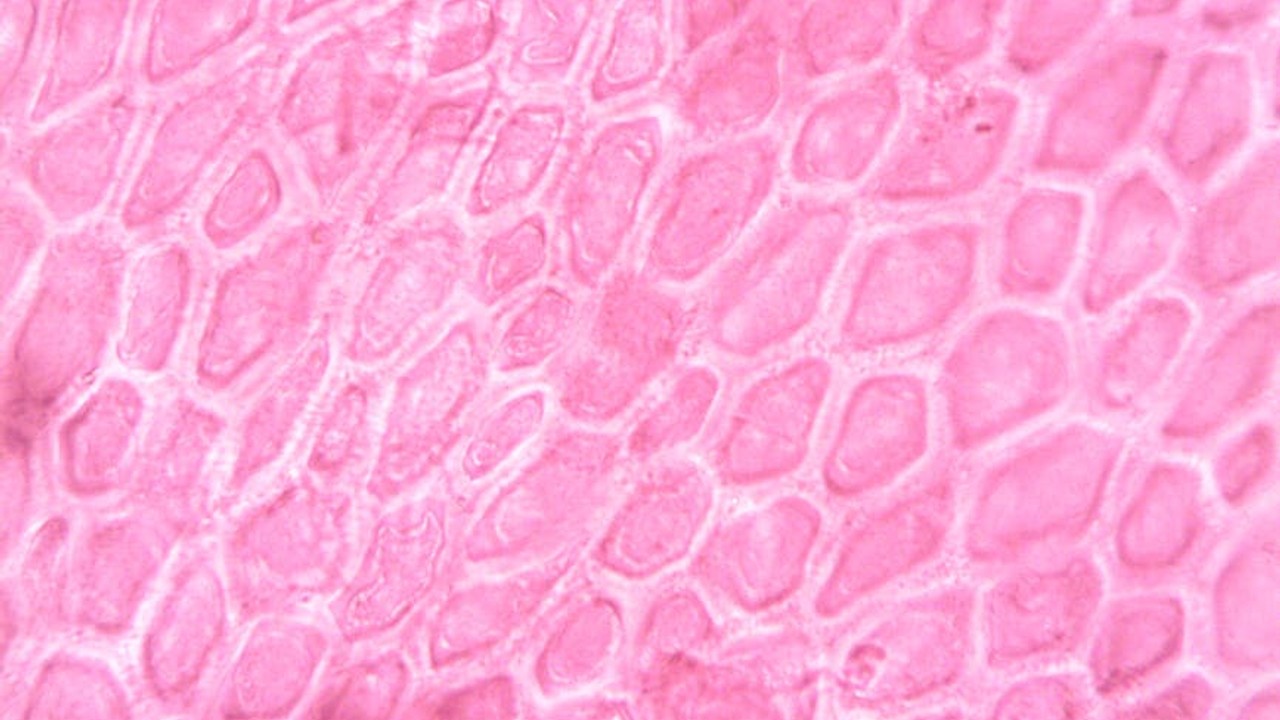 Microscopic view of skin cells and collagen fibers