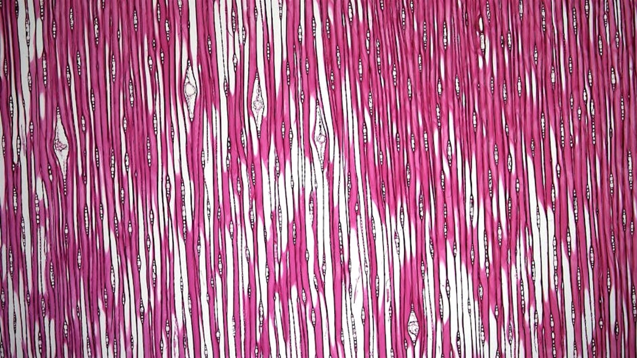 Microscopic view of muscle fibers, highlighting the cellular processes involved in repair and growth.